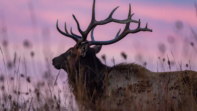 Rocky Mountain Elk on high Grass Prairie in Iowa