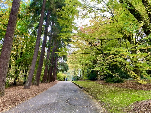 Walking along Arboretum Drive East