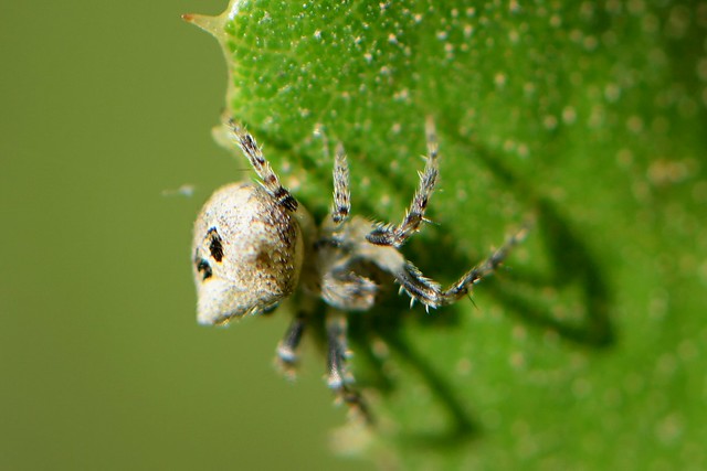 Orb-Weaver Spider on oak leaf - Araneus montereyensis?