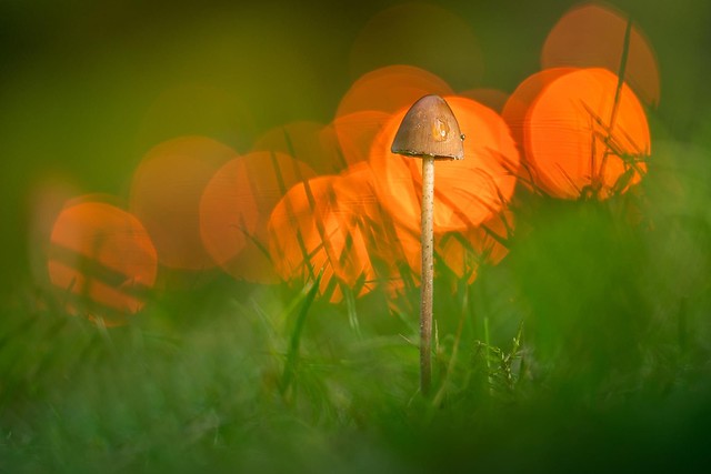 Little bokeh mushroom.
