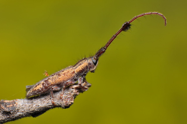 Longicorn Beetle - Pentacosmia sp.
