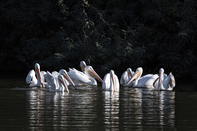 Nine Pelicans