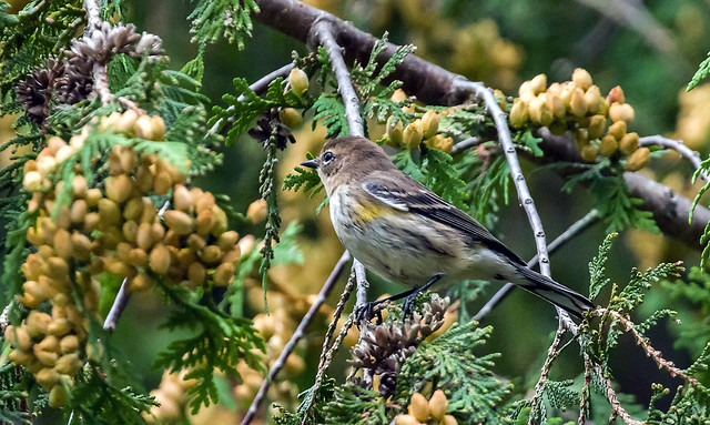 0P7A8239   Yellow-rumped Warbler, fall migration, Canada