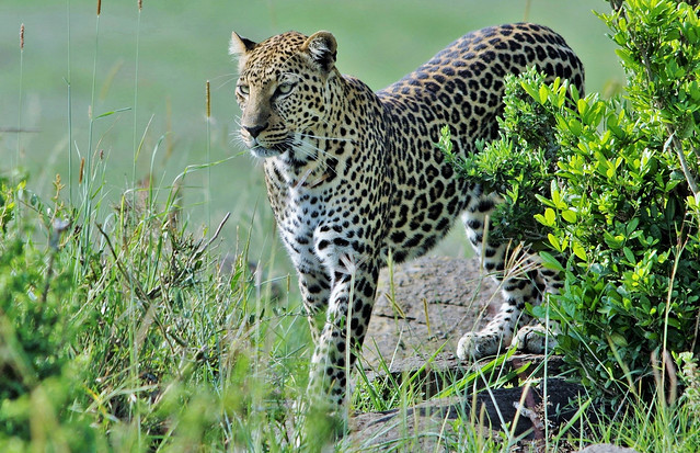 Female Leopard Emerging From The Undergrowth (Panthera pardus)