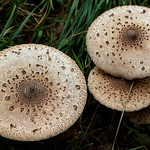 parasol mushrooms - b