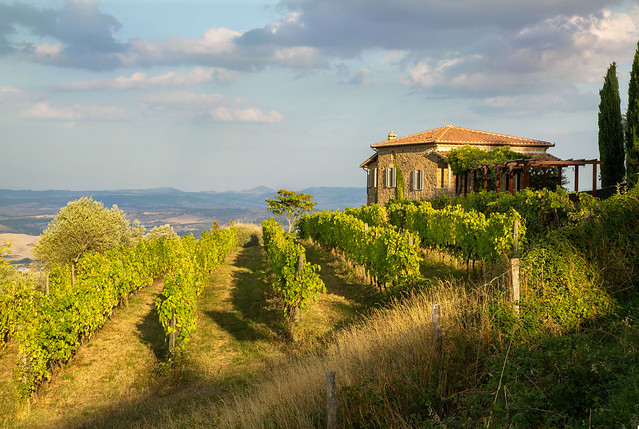 House with vineyard