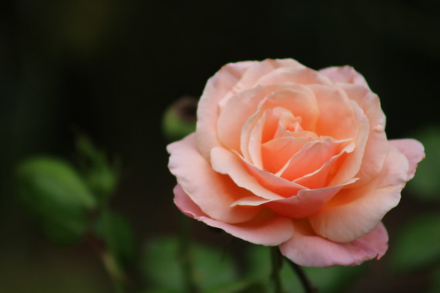 Dusk Rose