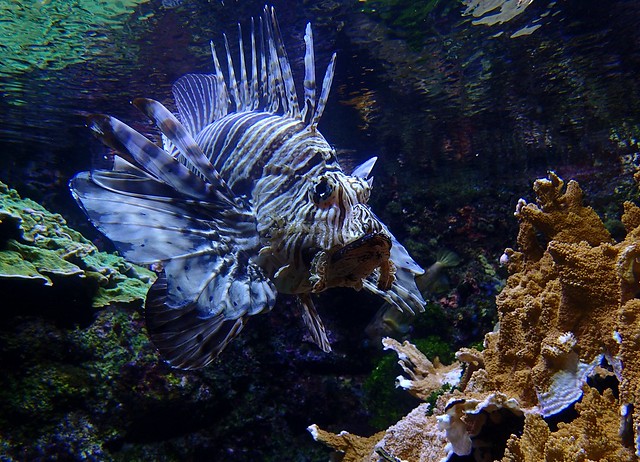 Pterois volitans - Rascasse volante ou Poisson scorpion ou Poisson lion ou encore Poisson de feu ou Rascasse-poule ou Laffe volant ou Poisson-dindon - Common lionfish or Red lionfish or Red firefish ou Butterfly cod or Turkey fish - 13/11/19