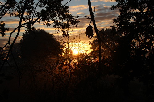 Matin Abbaretz by oletourn, 2021 canon reivilo abbaretz matin lumière soleil sunrise arbre nature automne