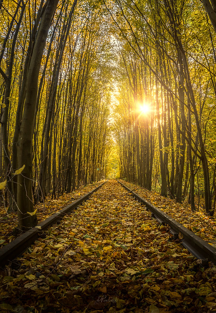 Autumn on old train rails