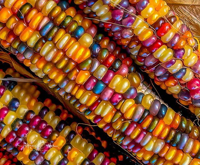 Indian Corn Macro-2869.jpg