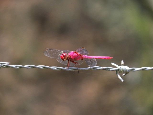 Dragon-fly