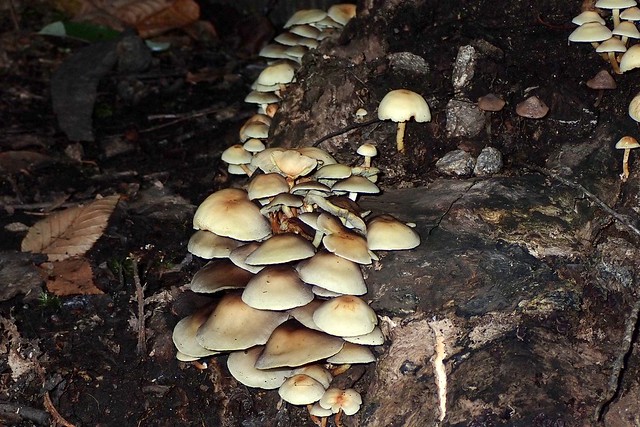 Mushrooms 2110021011w