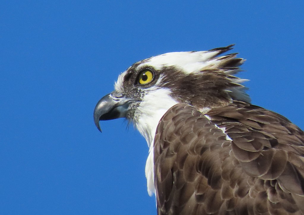Portrait of a Osprey, Bolsa Chica Ecological Reserve