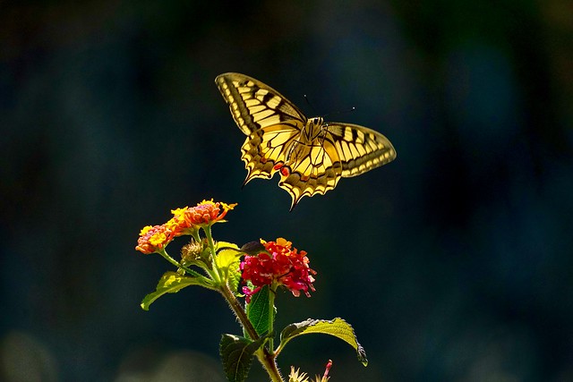Swallowtail butterfly - borboleta-cauda-de-andorinha (Papilio machaon)