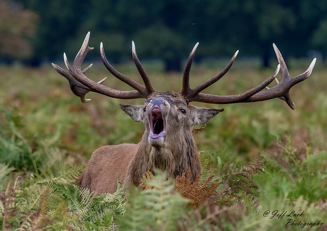 DSC8161 Bellowing Stag...