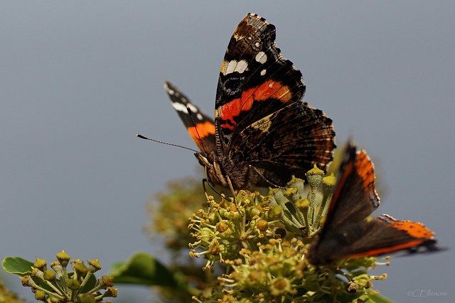 Admiral  / red admiral (3)