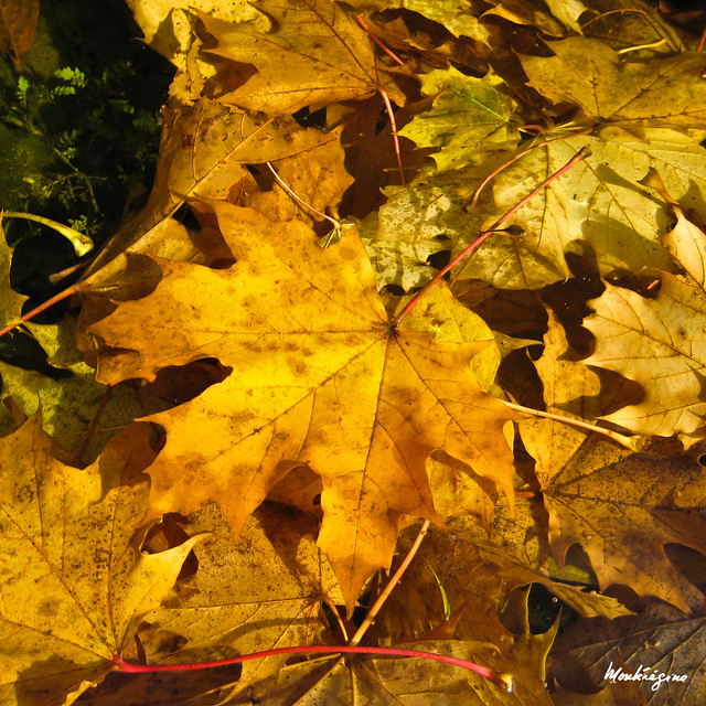 Golden leaves - Feuilles dorées