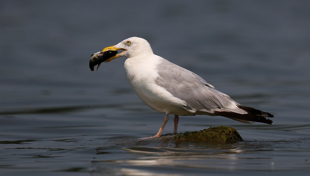 Herring Gull With Lunch