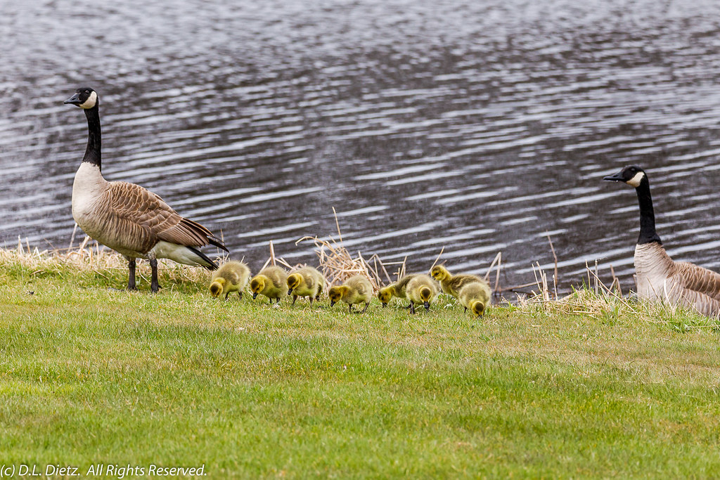 Canadian Goose and Goslings #4 - 2020-04-26*