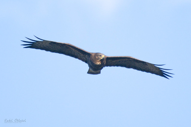 Common buzzard, káně lesní, CZE, 2021
