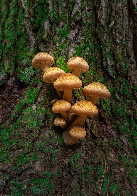 Forest shrooms