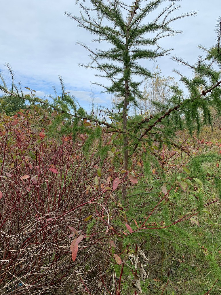 Tamarack tree , or American Larch tree , on this beautiful day with a view from Duffins trail with a great cloud cover this autumn in Discovery Bay , Martin’s photographs , Ajax , Ontario , Canada , October 23. 2021