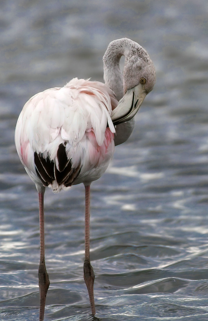 gray flamingo