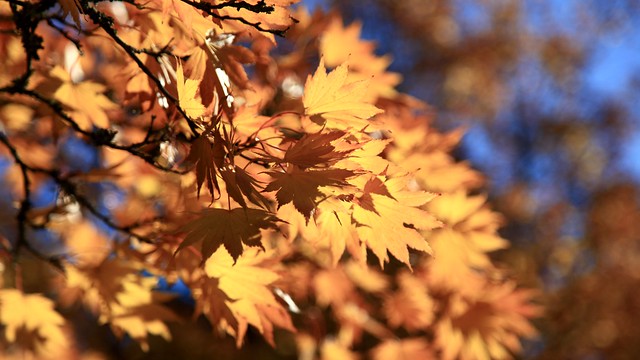 leaves - foliage - autumn - golden
