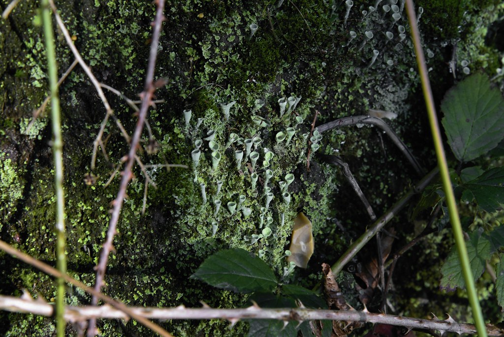Am Lehmsieker Wald - Podetien derTrompetenflechte (Cladonia fimbriata); Schwabstedt, Nordfriesland (26a) (1)
