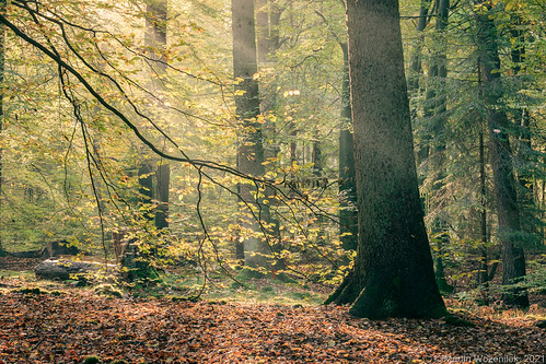 A New Day by martinwozenilek, trittau schleswigholstein germany wood woods woodland forest tree trees light morning sunrise canon 