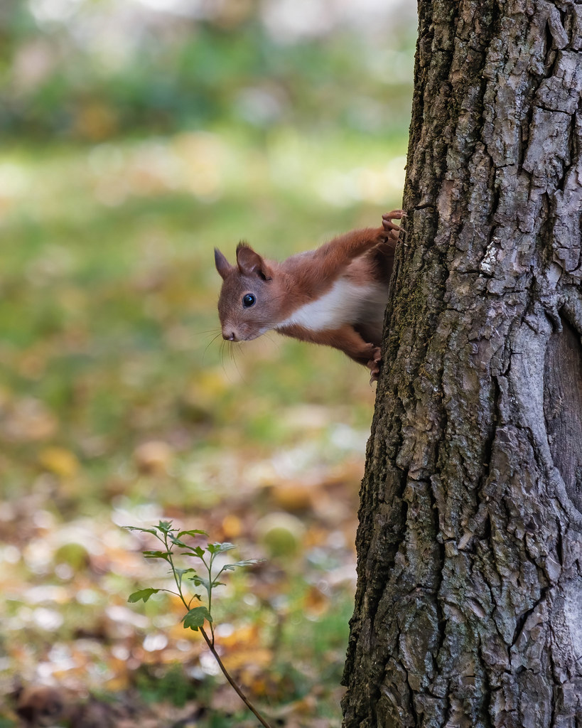 Ecureuil roux - Eurasian red squirrel