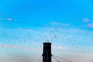 The Migration of the Swifts