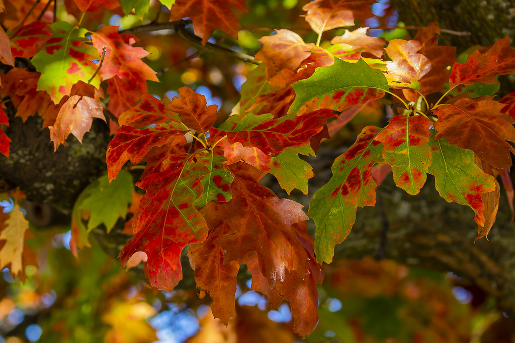 oak tree leaves-oak tree leaves identification-types of oak leaves - Chestnut oak