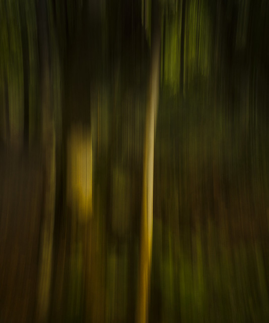 forest abstract