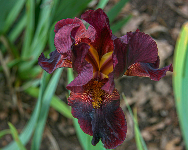 Burgundy Iris