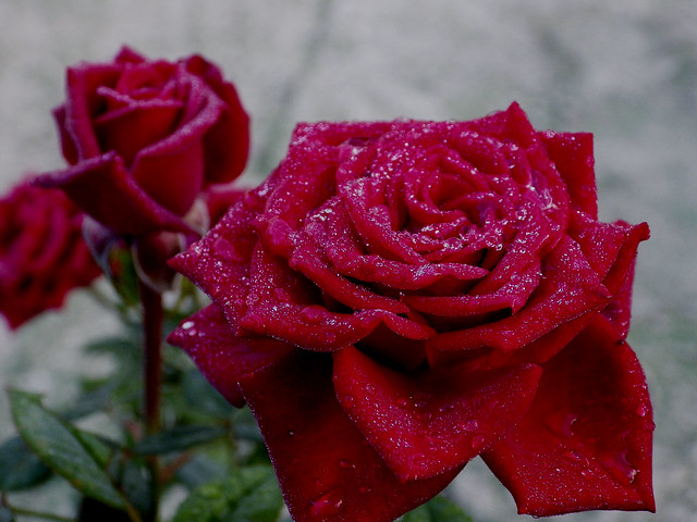 Rosa vermella amb rosada / Red rose with dew