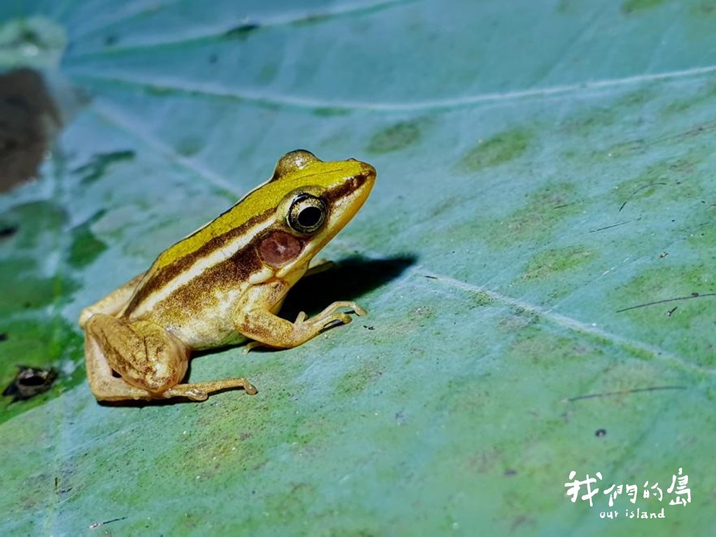 台北赤蛙大約兩到四公分，體型纖細而修長，是一種對水質環境非常敏感的青蛙。