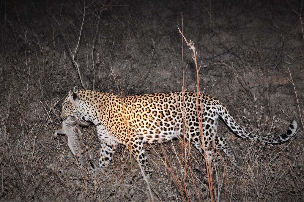 Leopard in the spotlight - Sabi Sands,  South Africa