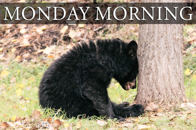Monday Morning Bear
