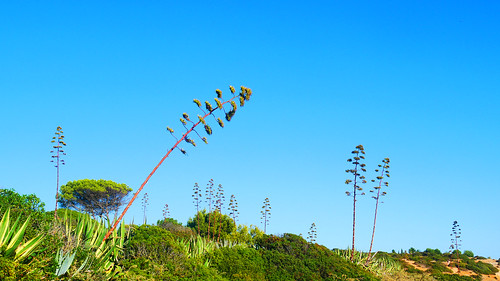 portugal madeinportugal algarve carvoeiro bordwalk blue bluesky coast sea blossom green landscape