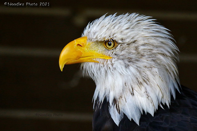 Weißkopfseeadler - Bald Eagle