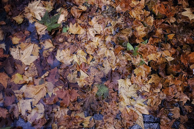 The Wet Leaves of Fall