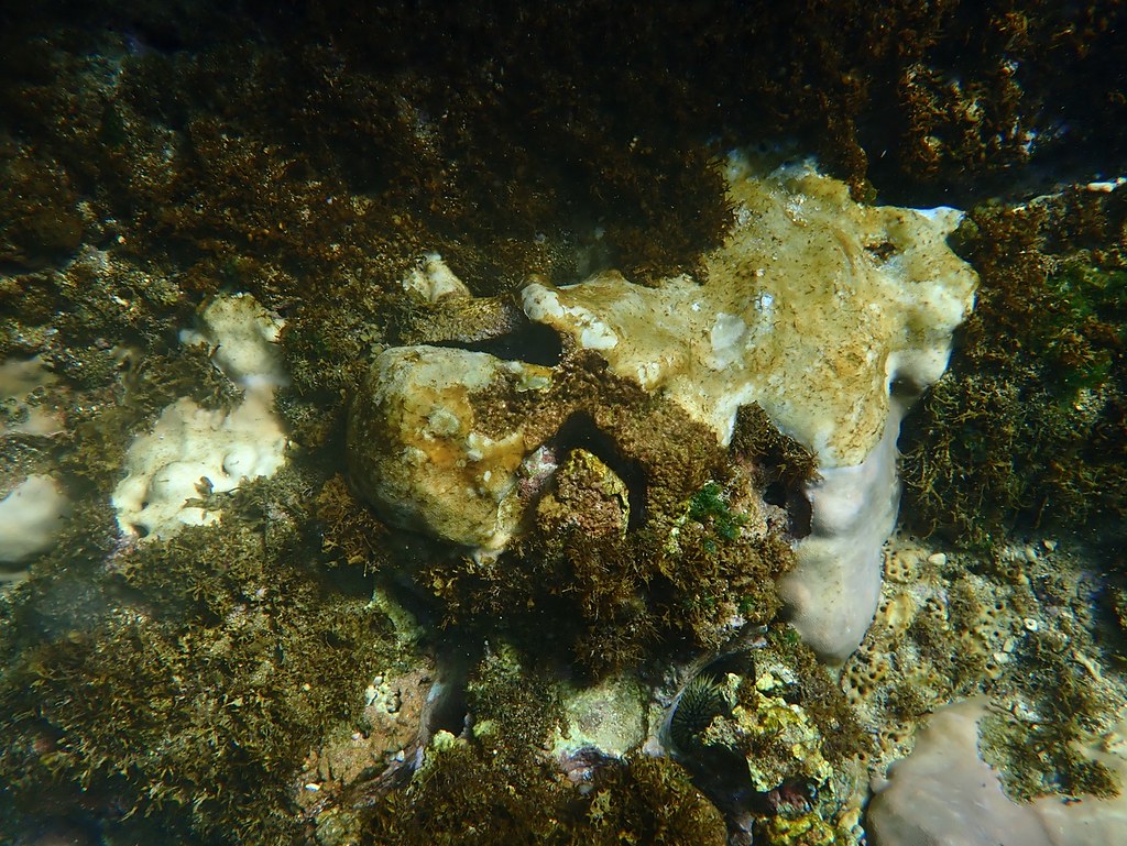 潮池內上半部群體死亡，和下半部群體白化的微孔珊瑚 (攝／樊同雲研究員研究室)