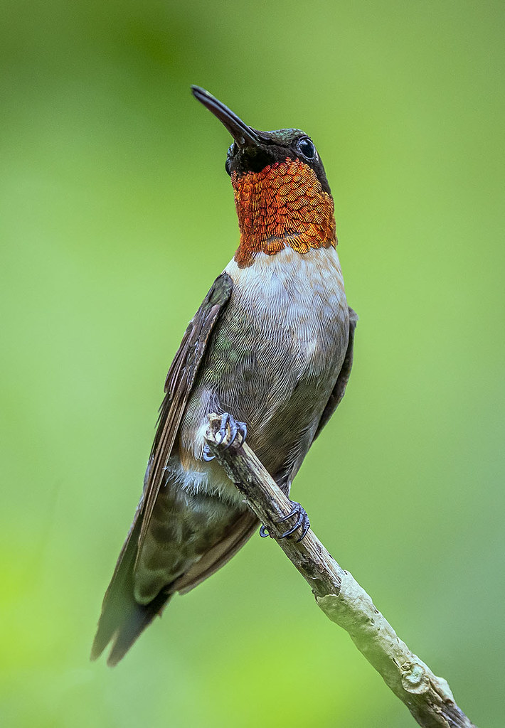 Ruby Throated Hummingbird, Archilochus Colubris, Castellow Hammock Nature Preserve.
