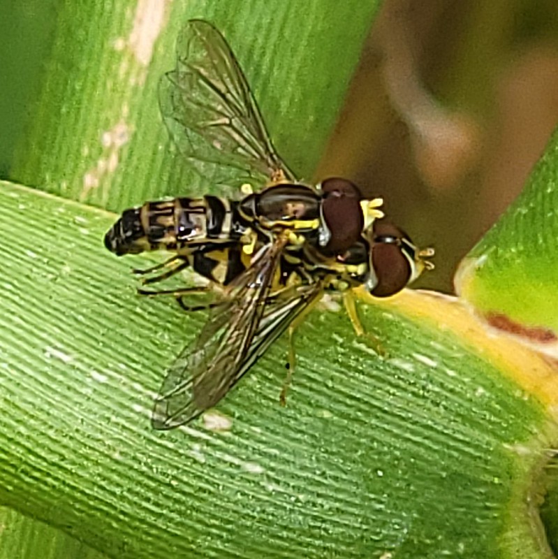 Mating pair of *Toxomerus geminatus*, Eastern calligrapher syrphid fly, in my front yard, October 2021