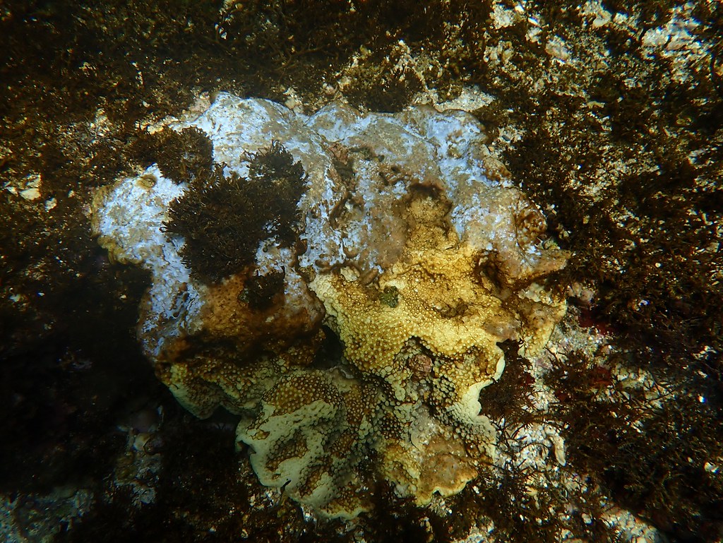潮池內上半部群體死亡腐爛，和下半部群體瀕臨死亡的盤珊瑚 (攝／樊同雲研究員研究室)
