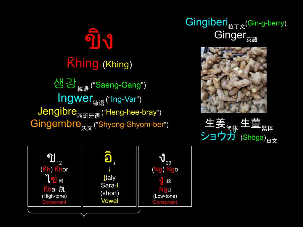 Word of the Day: ขิง (Khing) 生姜 (生薑) Ginger ショウガ (Shōga) 생강 (“saeng-gang”) Ingwer (Halia) Jahe
