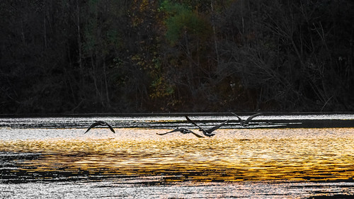 2021.10.24.5205 Canada Geese by Brunswick Forge, Canada geese fly in from all directions at sunset to the pond at Greenfield near Daleville, Va. It's