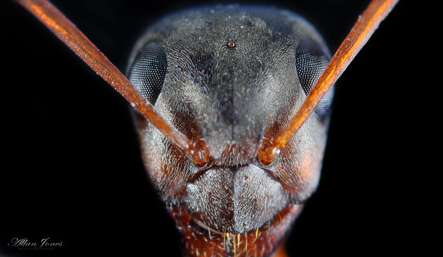 Ant face